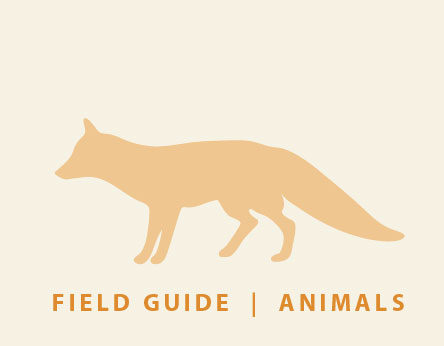 Bill's Backyard Animal Field Guide