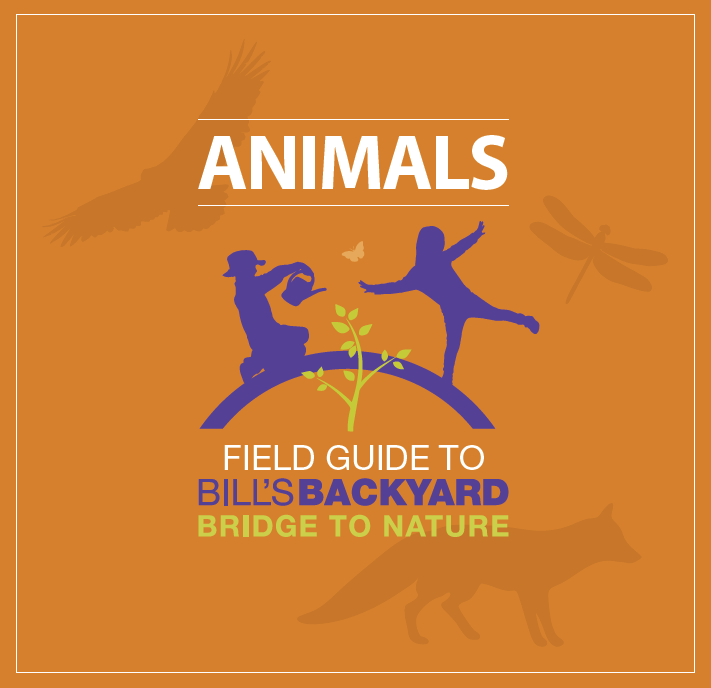 Animals: Field Guide to Bill's Backyard Bridge to Nature