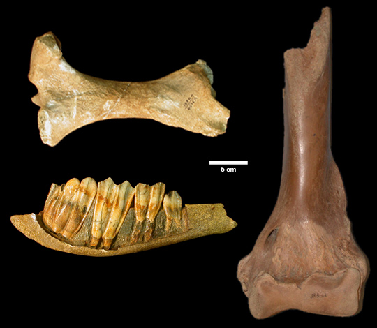 Bay Area fossils