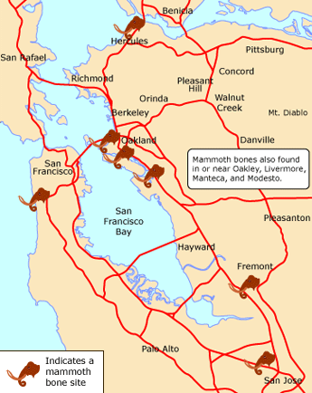 Bay Area mammoth finds