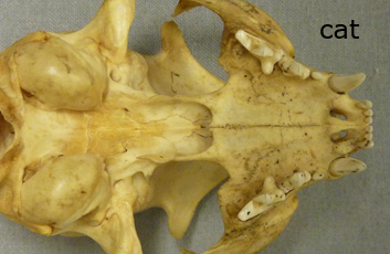 mystery bone