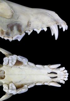 carnivore teeth