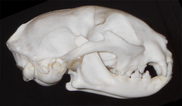 skull