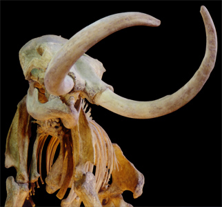 Columbian mammoth bones
