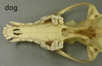 mystery bone