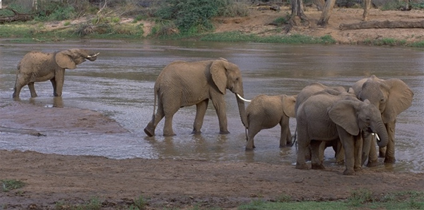 elephants