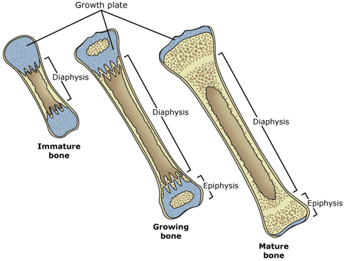 femur growth series