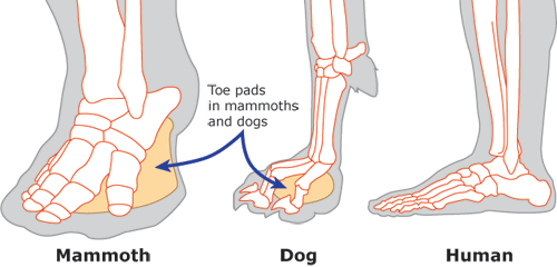 mammoth, dog and human feet