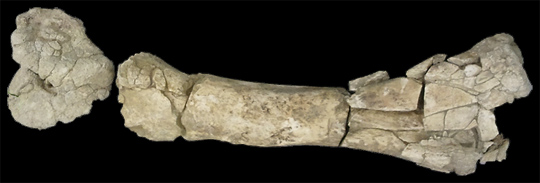 Lupe's femur