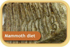 Mammoth Diet