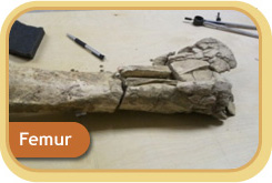 Femur