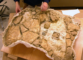 Lupe's fossil