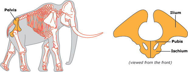 mammoth pelvis