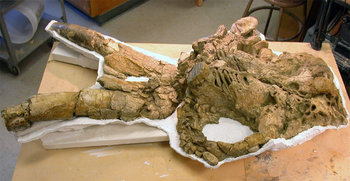 prepared mammoth skull