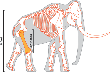 mammoth skeleton