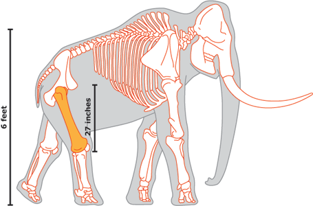 How Tall Was Lupe? - Mammoth Discovery