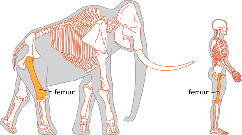 mammoth and human skeletons