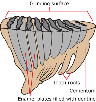 mammoth molar