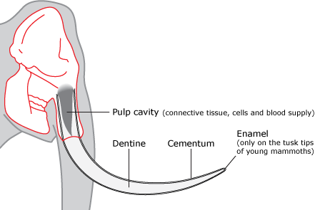 tusk cross-section