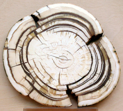 tusk cross-section