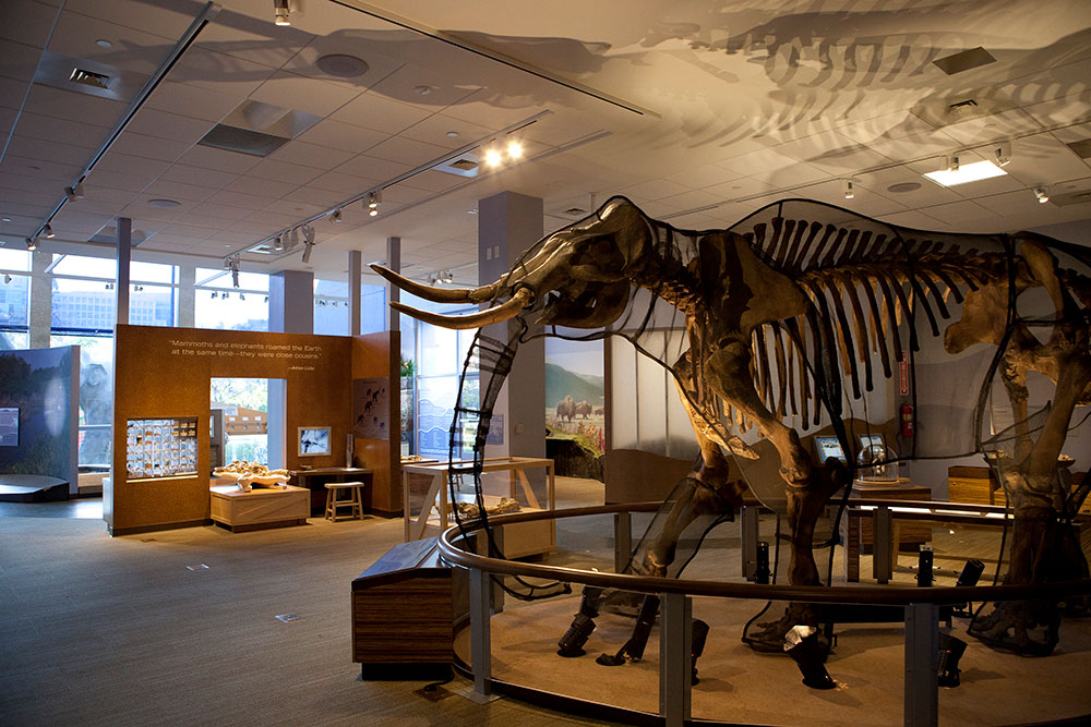 Mammoth Discovery Exhibit - Lupe