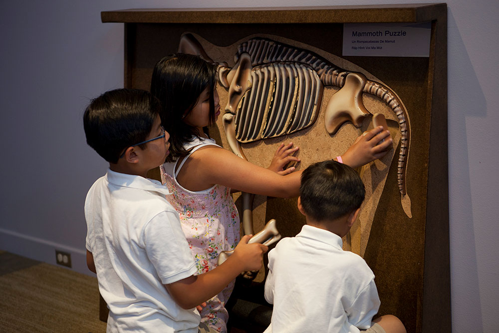 Mammoth Discovery Exhibit - Bone Puzzle
